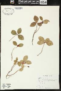 Gaultheria procumbens image