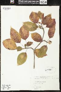 Cornus alternifolia image