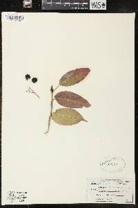 Viburnum lentago image