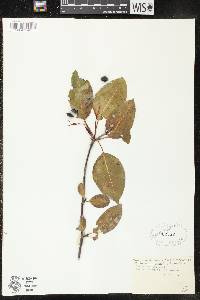 Viburnum lentago image