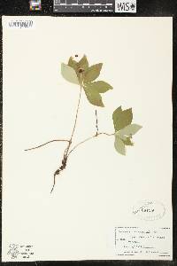 Cornus canadensis image