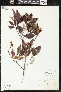 Cornus foemina subsp. racemosa image