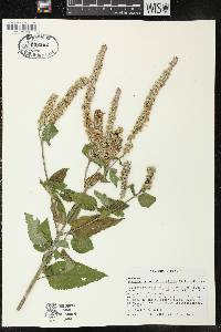 Agastache scrophulariifolia image