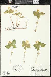 Cornus canadensis image