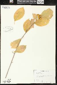 Celastrus scandens image