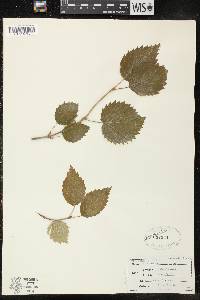 Viburnum dentatum var. lucidum image