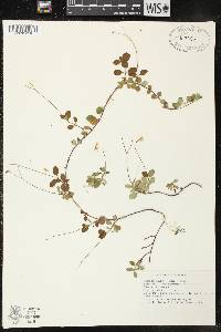 Linnaea borealis subsp. americana image