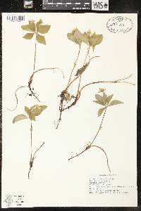 Cornus canadensis image