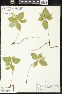 Cornus canadensis image