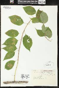 Celastrus scandens image