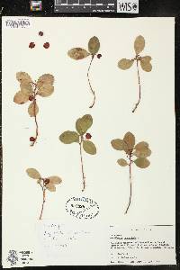 Gaultheria procumbens image