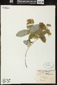 Lonicera dioica image