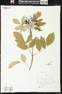 Sambucus nigra image