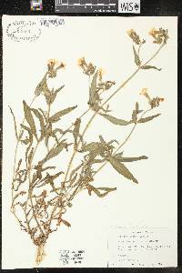 Silene latifolia image