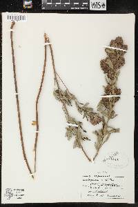 Lespedeza capitata image