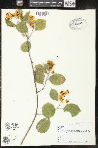 Celastrus scandens image