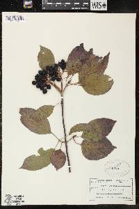 Viburnum lentago image