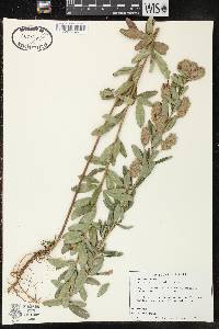 Lespedeza capitata image