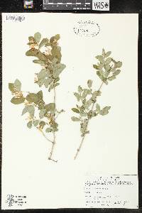 Lonicera oblongifolia image