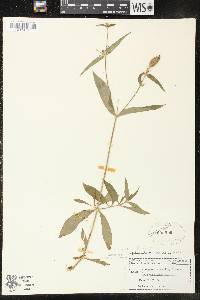 Silene latifolia image