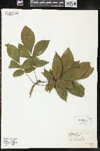 Carya ovata var. ovata image