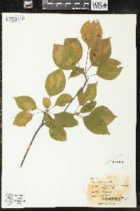 Cornus alternifolia image