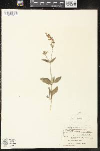 Silene latifolia image