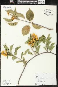 Celastrus scandens image