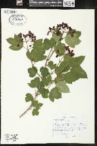 Viburnum trilobum image