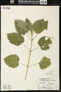 Urtica gracilis image