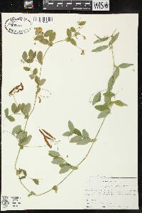 Lathyrus ochroleucus image