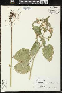 Scutellaria ovata subsp. ovata image