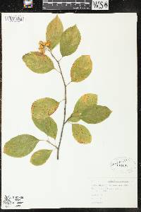 Celastrus scandens image