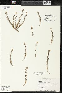 Crocanthemum canadense image