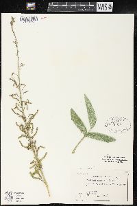 Desmodium illinoense image