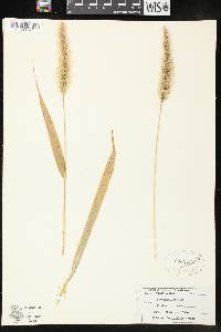 Setaria faberi image