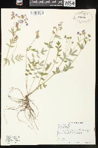 Polemonium reptans image