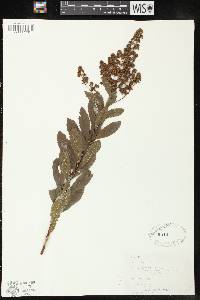 Spiraea alba image