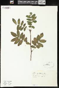 Sorbus aucuparia image