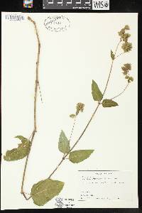 Mirabilis nyctaginea image