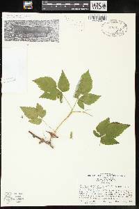 Rubus occidentalis image