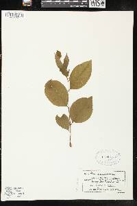 Prunus virginiana var. virginiana image
