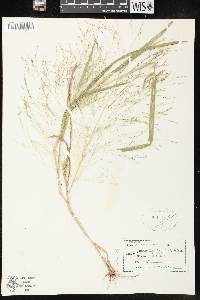 Panicum capillare subsp. capillare image