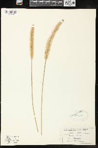 Setaria faberi image