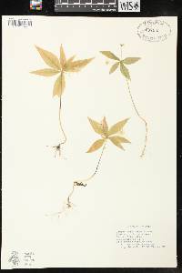 Trientalis borealis image