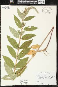 Teucrium canadense var. occidentale image