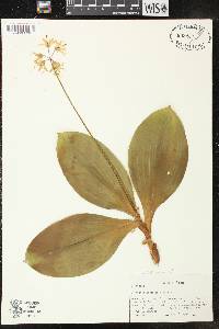 Clintonia borealis image