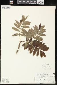 Sorbus decora image