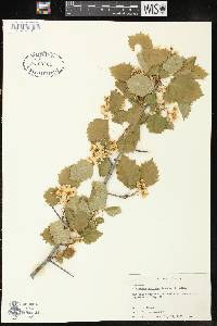 Crataegus pruinosa image