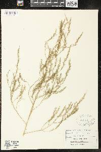 Asparagus officinalis image